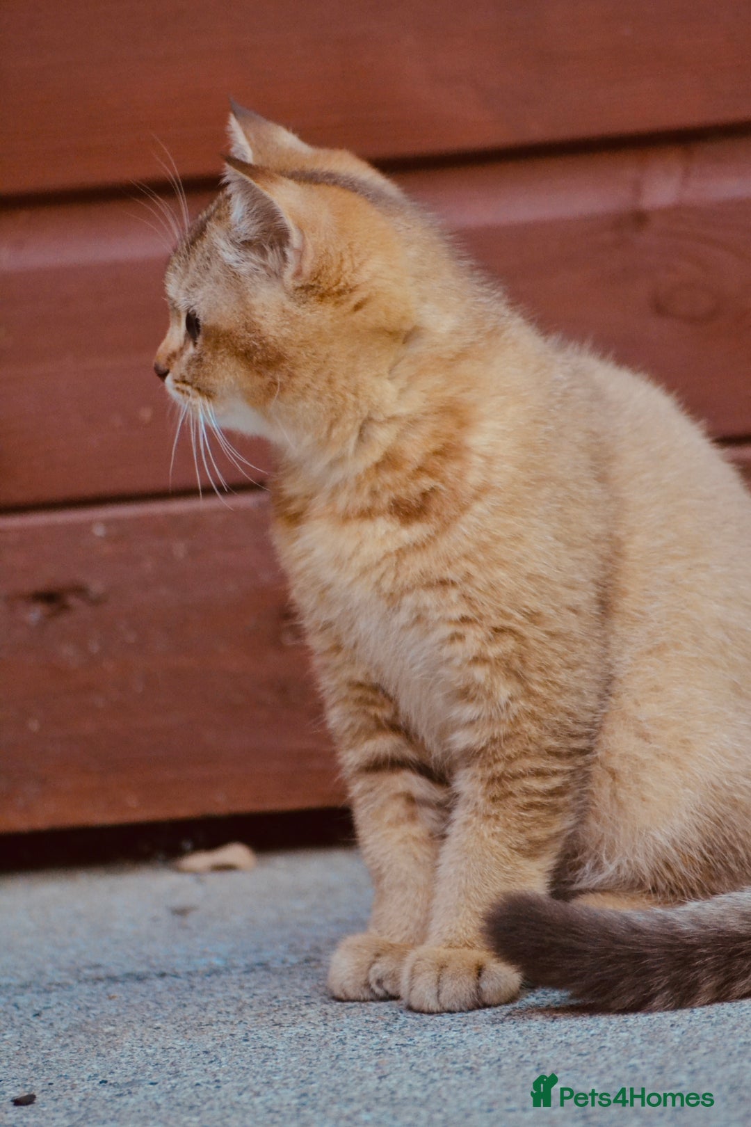 British Shorthair cats for sale: Last kitten left: TICA Golden Black Shaded BSH - Image 7