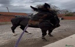 Friesian horses for sale: A Very Special Friesian x Irish Draught  - Image 4