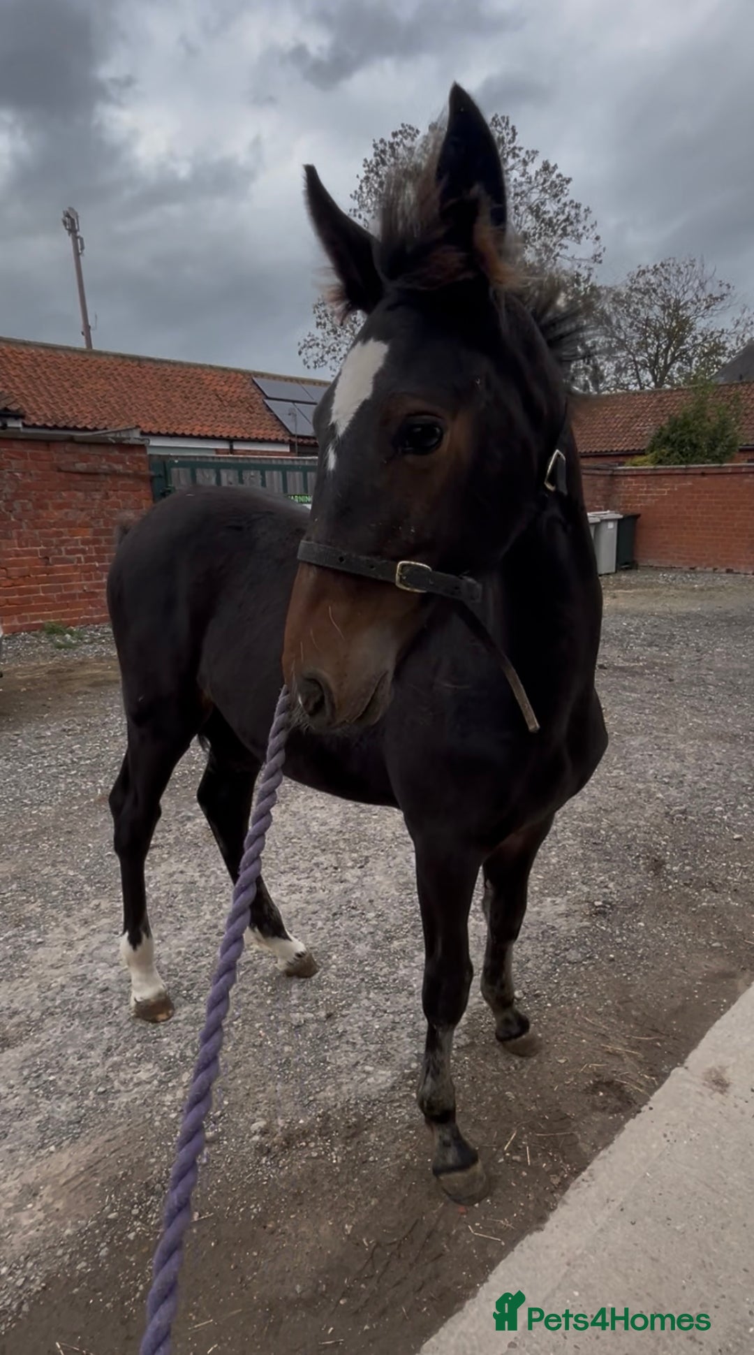 Friesian horses for sale: A Very Special Friesian x Irish Draught  - Image 4