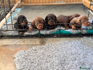 Dachshund dogs - Advert 18