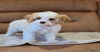 Cavapoo dogs - Advert 6