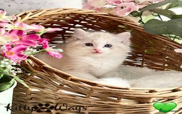 Ragdoll cats for sale: 🐾🩷*TICA REG* LYNX TABBY EU RAGDOLL KITTENS🩵🐾 - Image 22