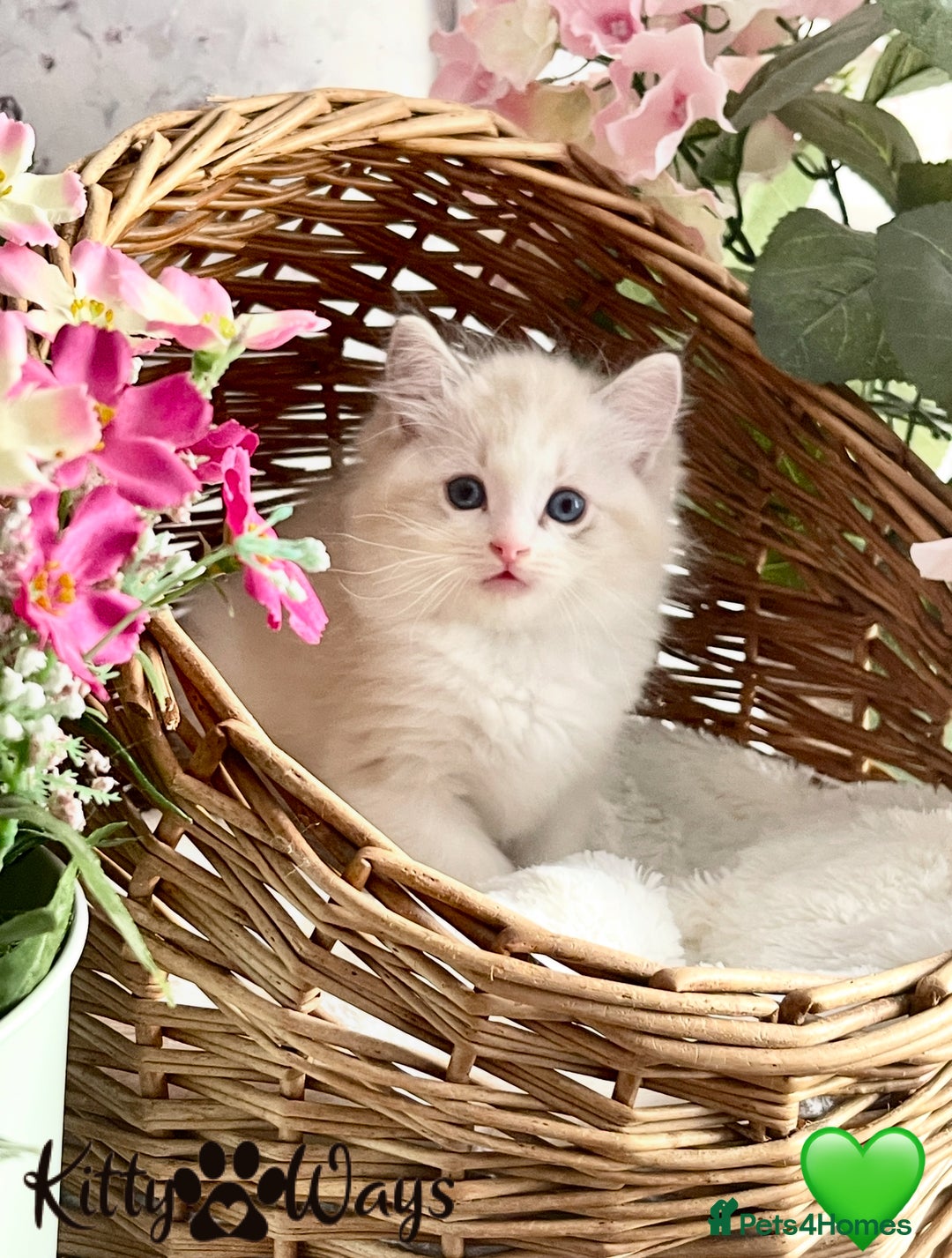 Ragdoll cats for sale: 🐾🩷*TICA REG* LYNX TABBY EU RAGDOLL KITTENS🩵🐾 - Image 22