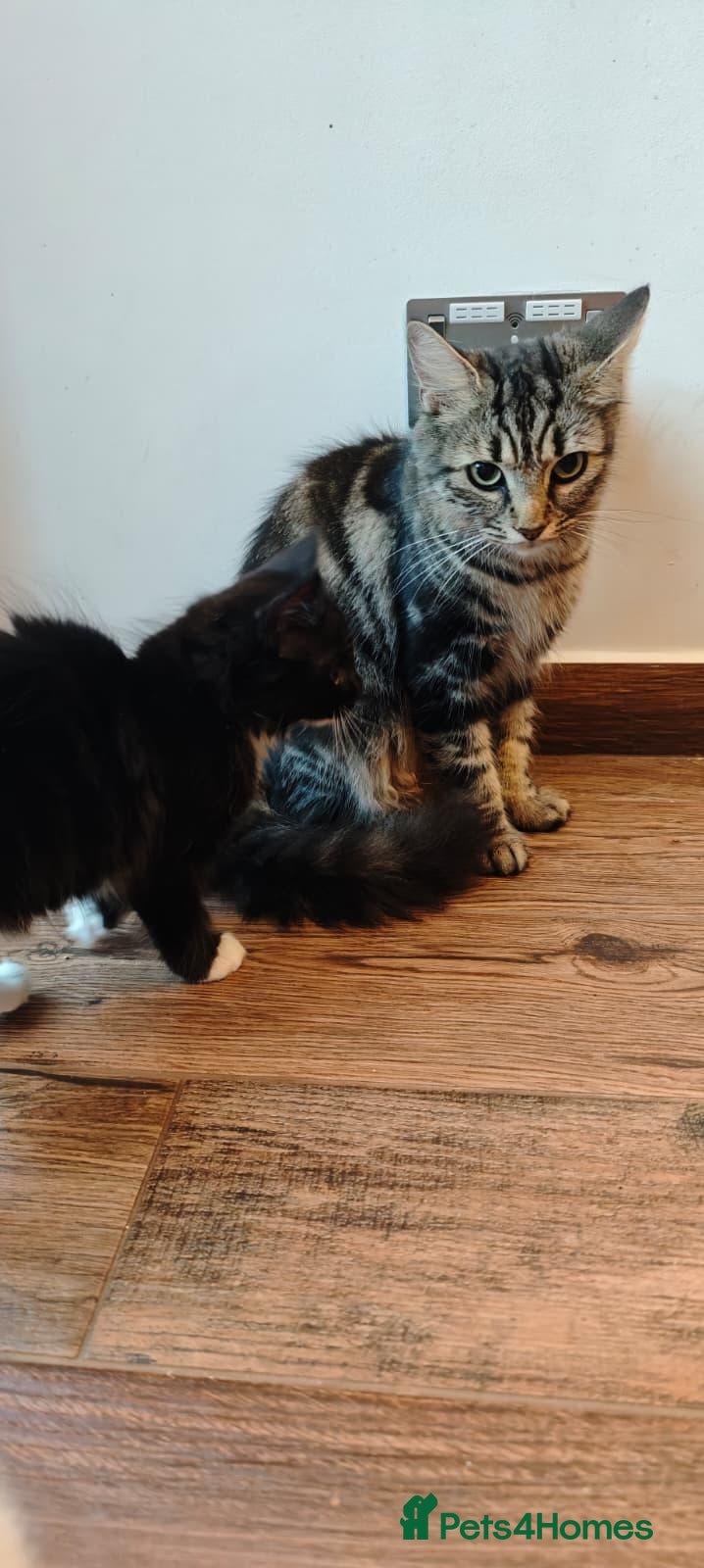 Mixed Breed cats Fluffy kittens for sale - Advert 2