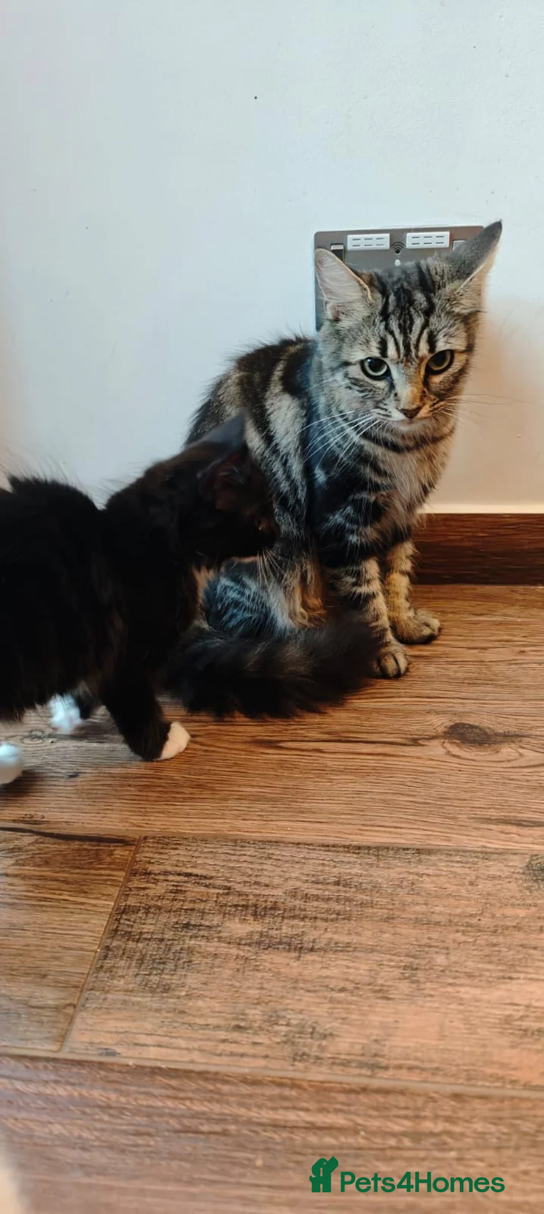 Mixed Breed cats for sale: Fluffy kittens for sale - Advert 2