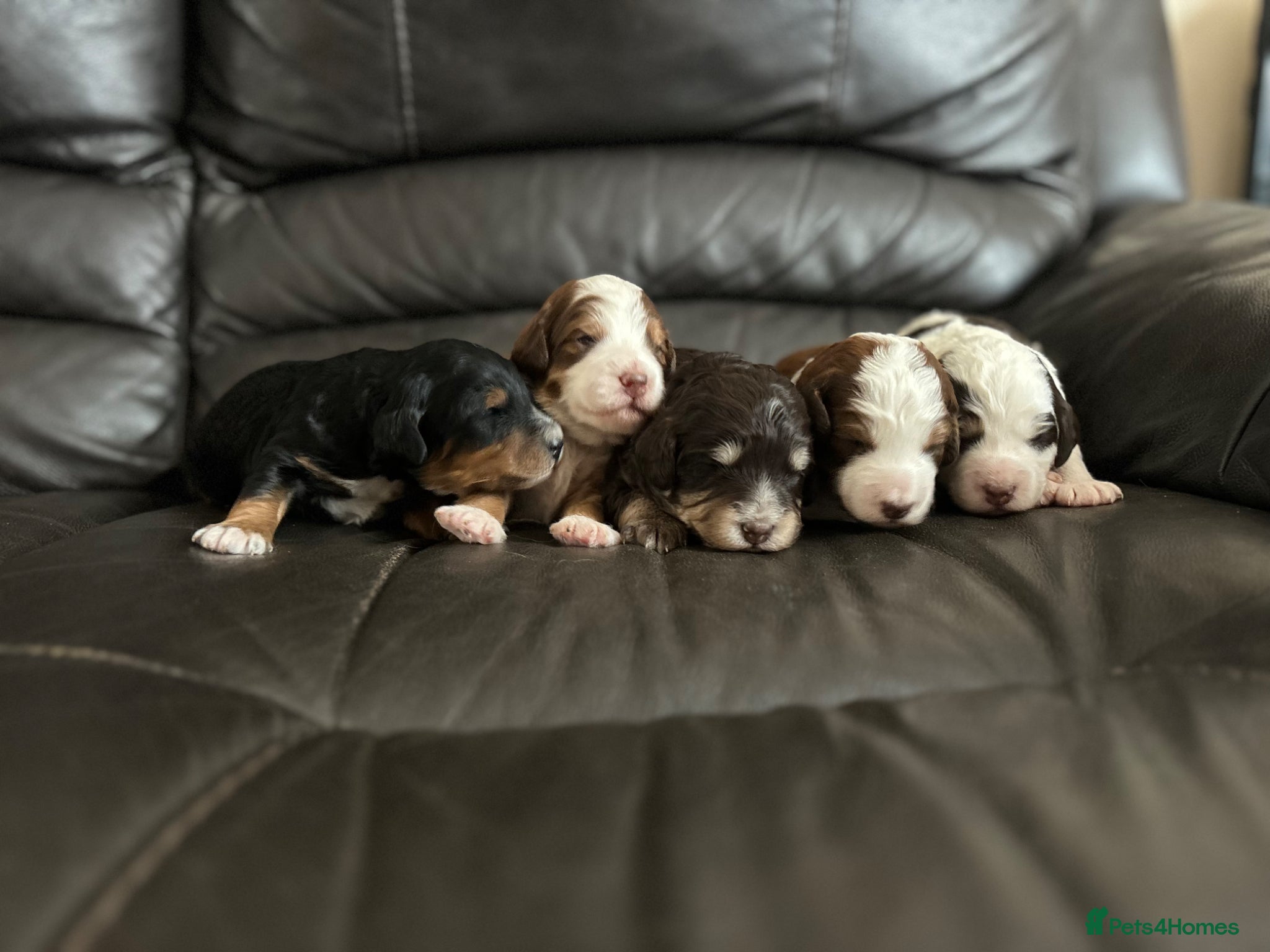 Mixed Breed dogs Mini Bernedoodle Litter 💙💕  - Advert 3