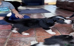 Border Collie dogs for sale: Beautiful working/Pet Collie pups - Image 10
