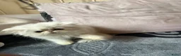 Persian cats for sale: Two pretty Persian kittens looking for a home - Advert 16