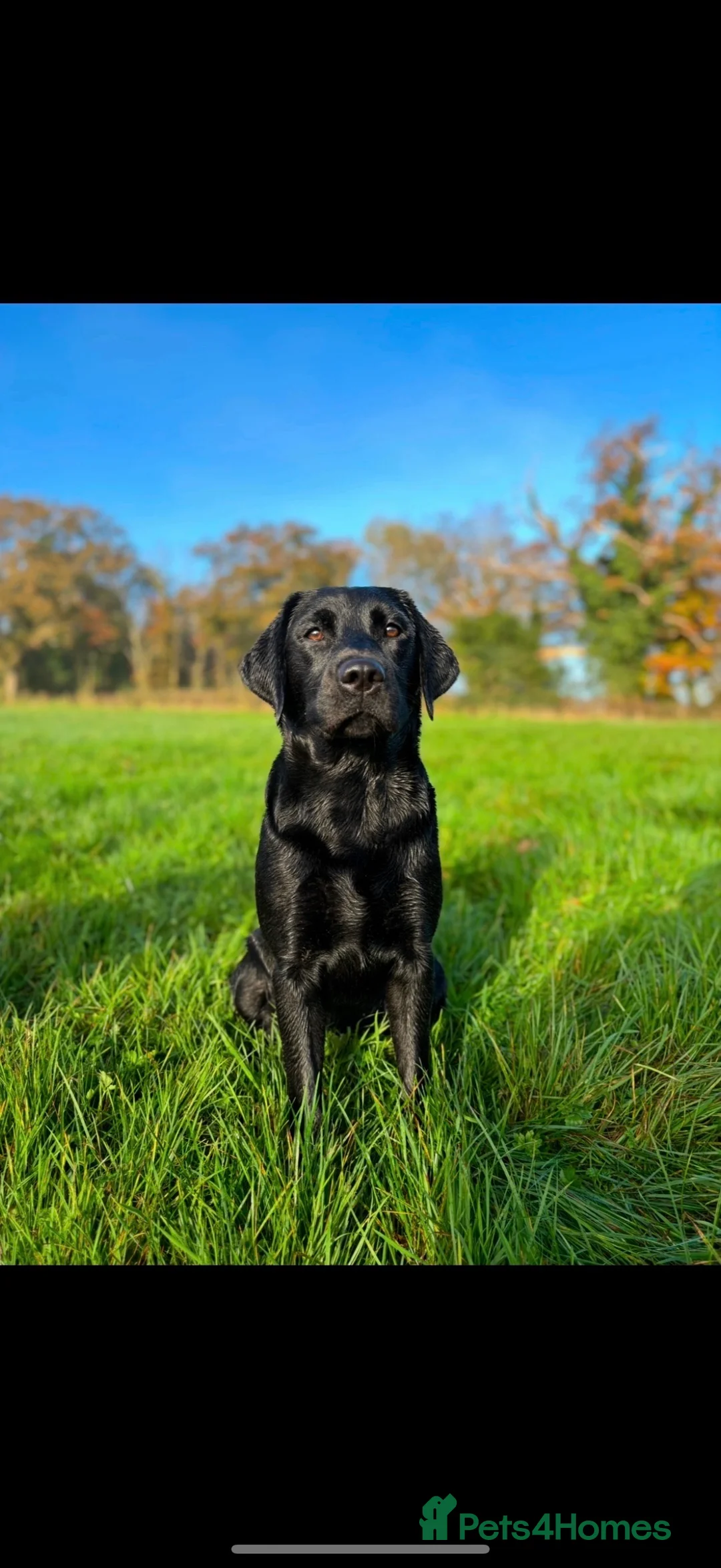 Labrador Retriever dogs for sale: Beautiful litter of Labrador puppies for sale - Advert 3