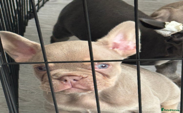 French Bulldog dogs - Advert 16