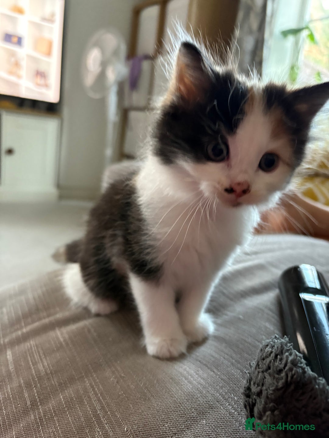 British Longhair cats for sale: Ginger tortoishell and calico male & female kitten - Image 13