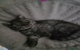 Scottish Fold cats for sale: Scottish straight ears kittens,READY NOW! - Image 3