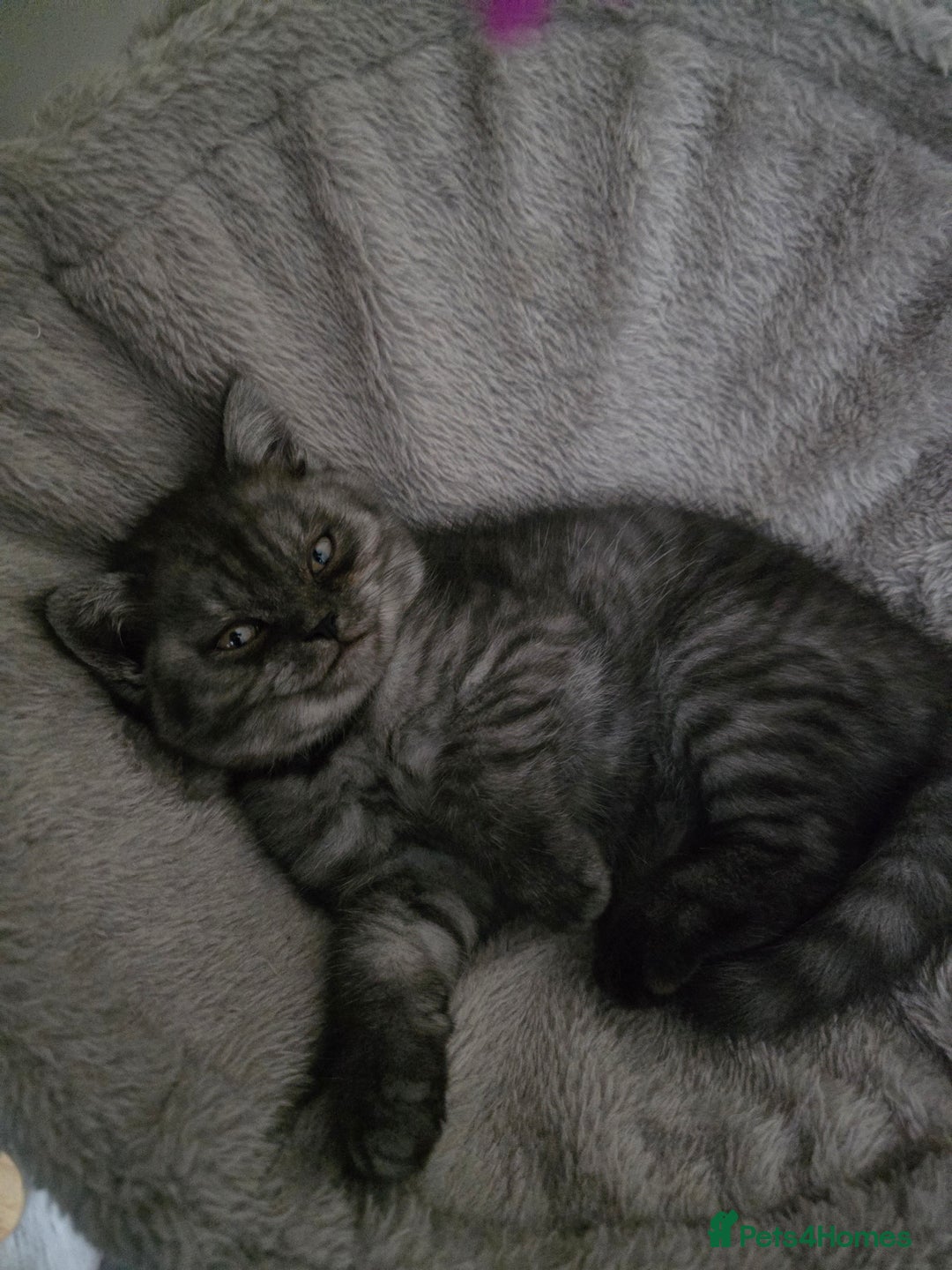 Scottish Fold cats for sale: Scottish straight ears kittens,READY NOW! - Image 3