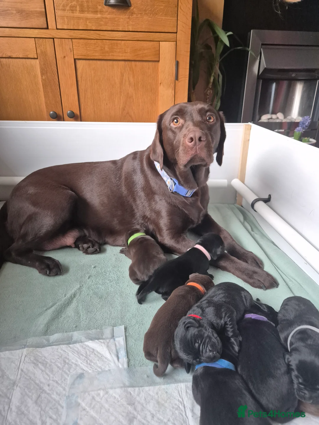 Labrador Retriever dogs for sale: Lovely KC Registered Labrador Puppies  in Nottingham - Advert 20
