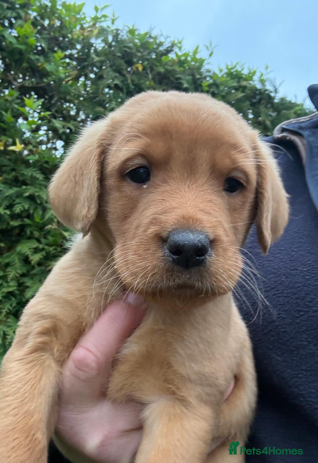 Labrador Retriever dogs beautiful kc registered fox red Labrador puppies  - Advert 1