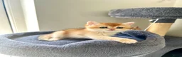 British Shorthair cats for sale: TICA BSH golden shaded boy and girl - Advert 2