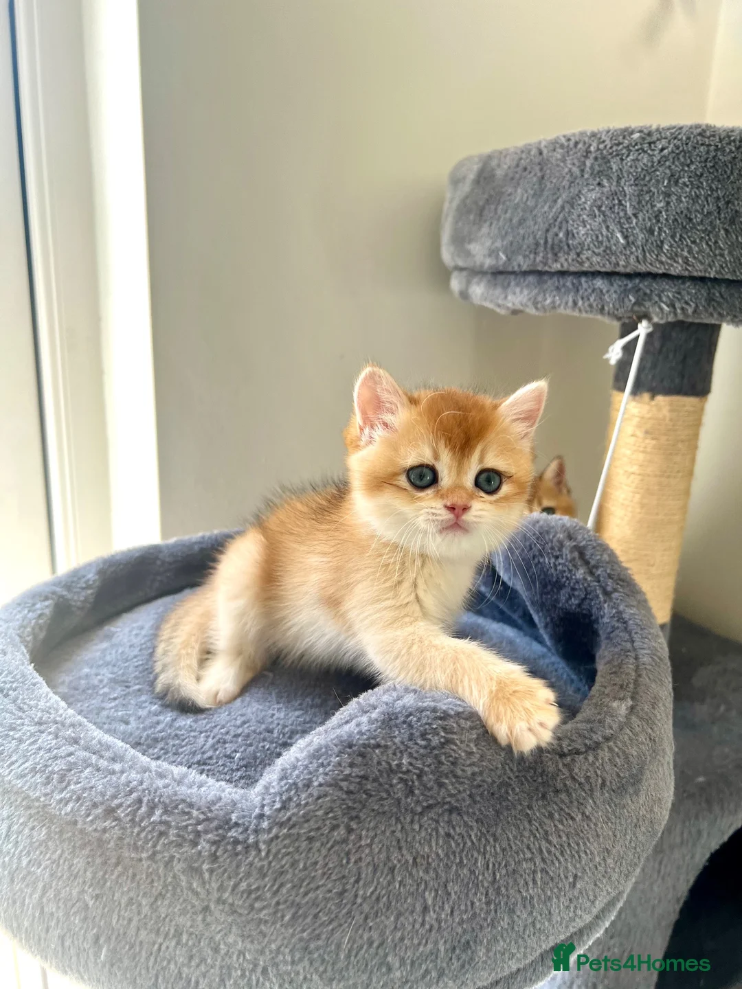 British Shorthair cats for sale: TICA BSH golden shaded boy and girl - Advert 2