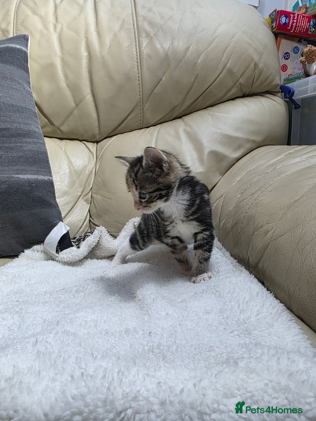 British Shorthair cats for sale: Rare ginger females. 1 male. British shorthair - Advert 11