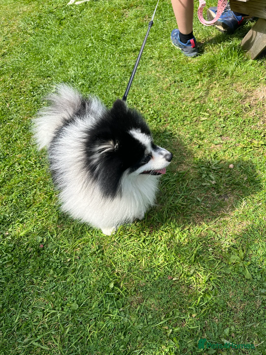 German Spitz dogs for stud: German spitz klein for stud in Woking - Advert 3
