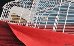 Canaries birds for sale: Canarie - Image 2