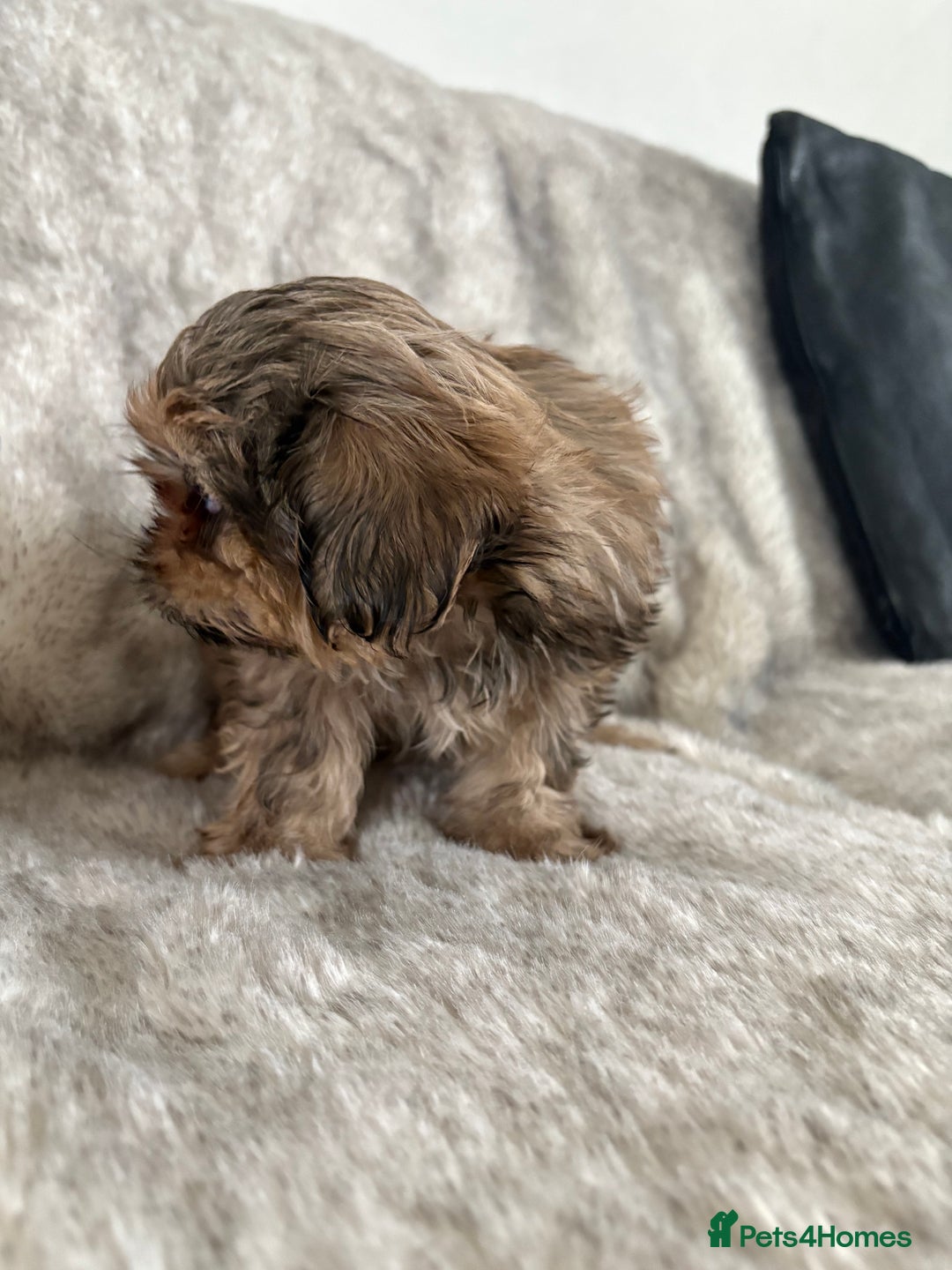 Shih Tzu dogs for sale: Reduced Ready now imperial Shihtzu  - Advert 14