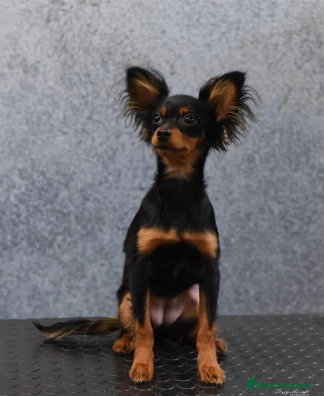 Russian Toy Terrier dogs for sale: Beautiful Russian Toy Puppies - Advert 14