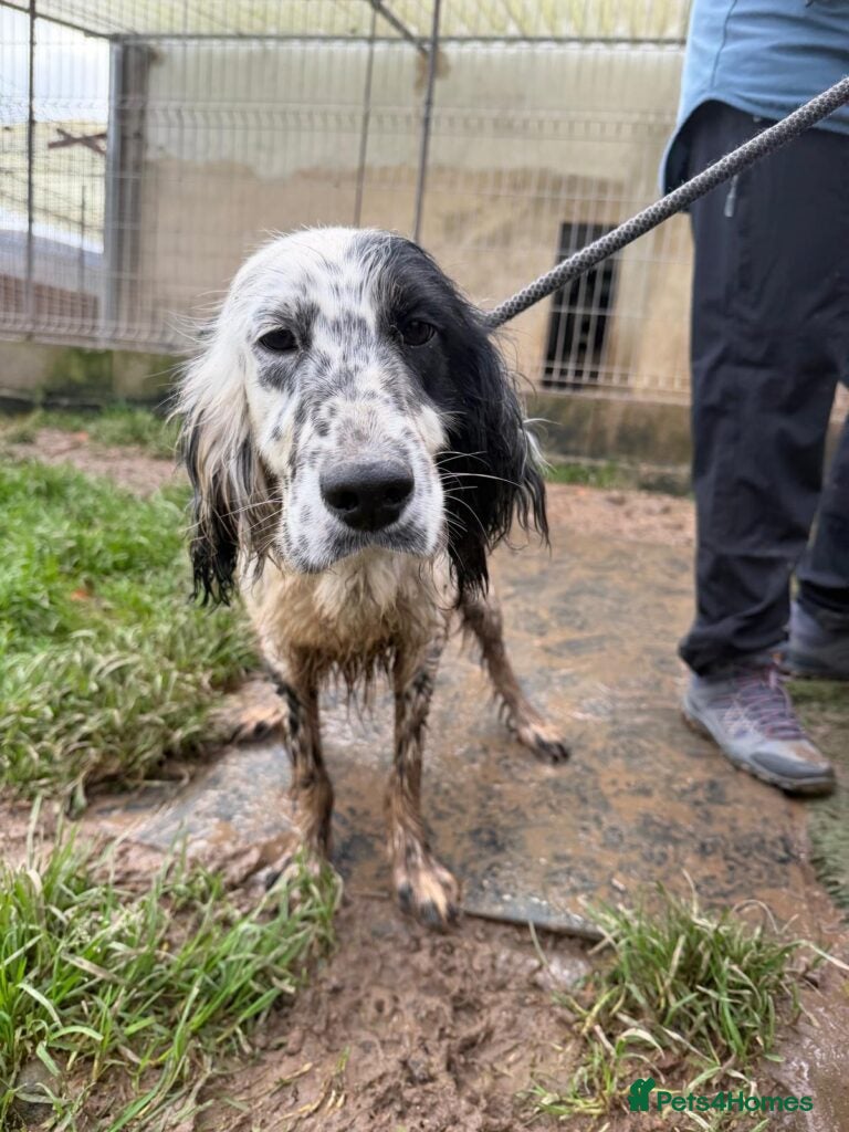 English Setter dogs Dama  - Advert 18