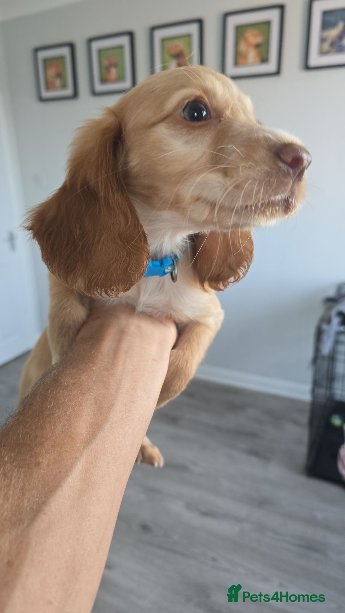 Cocker Spaniel dogs Stunning cocker spaniel puppies  - Advert 1
