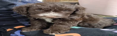 Cockapoo 1