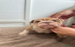 English Bulldog dogs for sale: Beautiful English Bulldog Puppies - Image 5