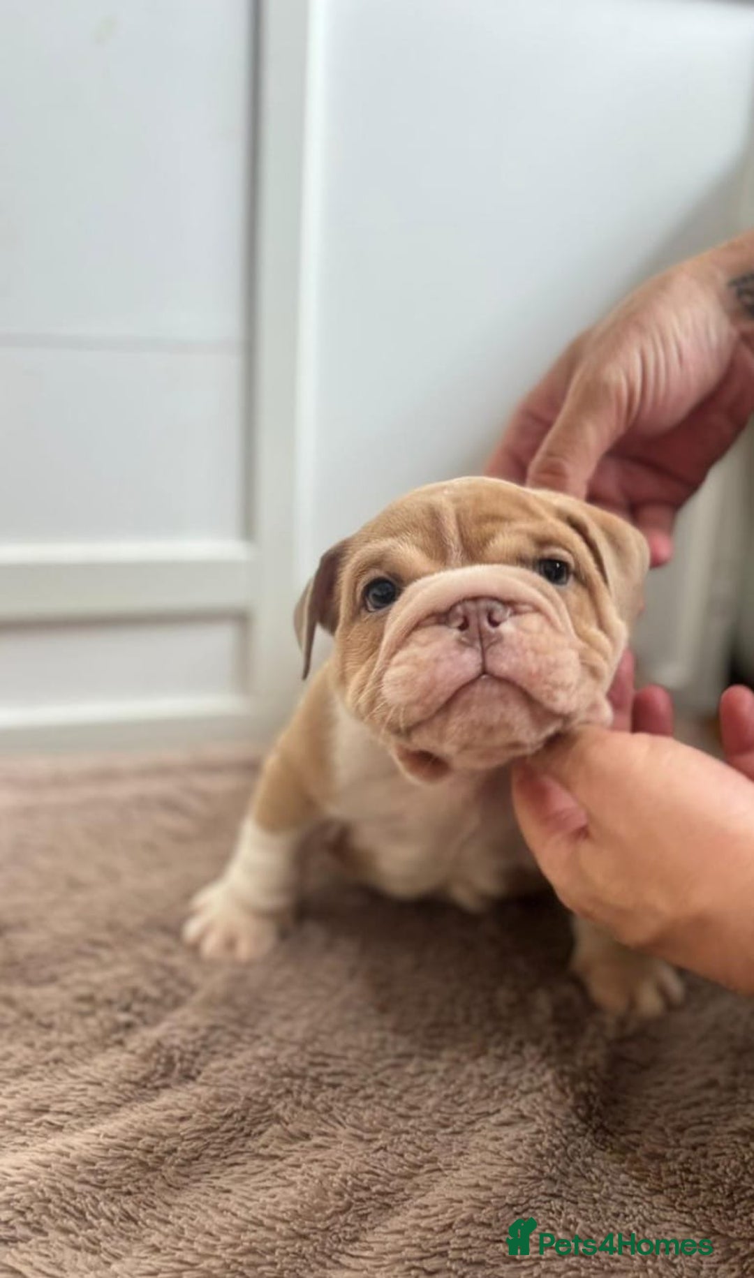 English Bulldog dogs for sale: Beautiful English Bulldog Puppies - Image 5