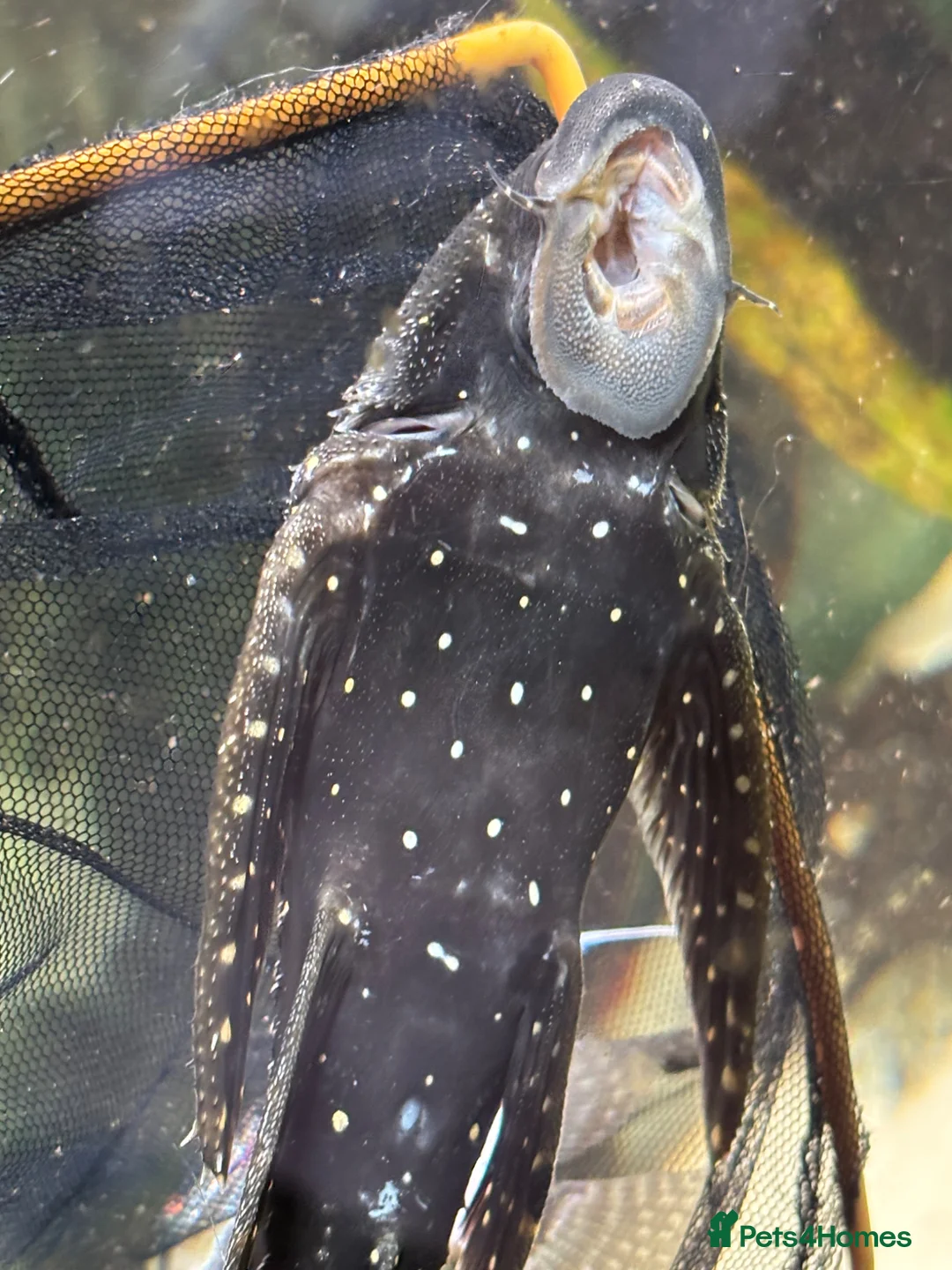 Plecos fish for sale: Adonis Pleco. 30cm.  - Advert 2