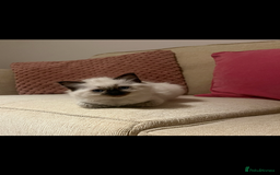 Ragdoll cats for sale: Adorable Ragdoll Kittens - Image 5