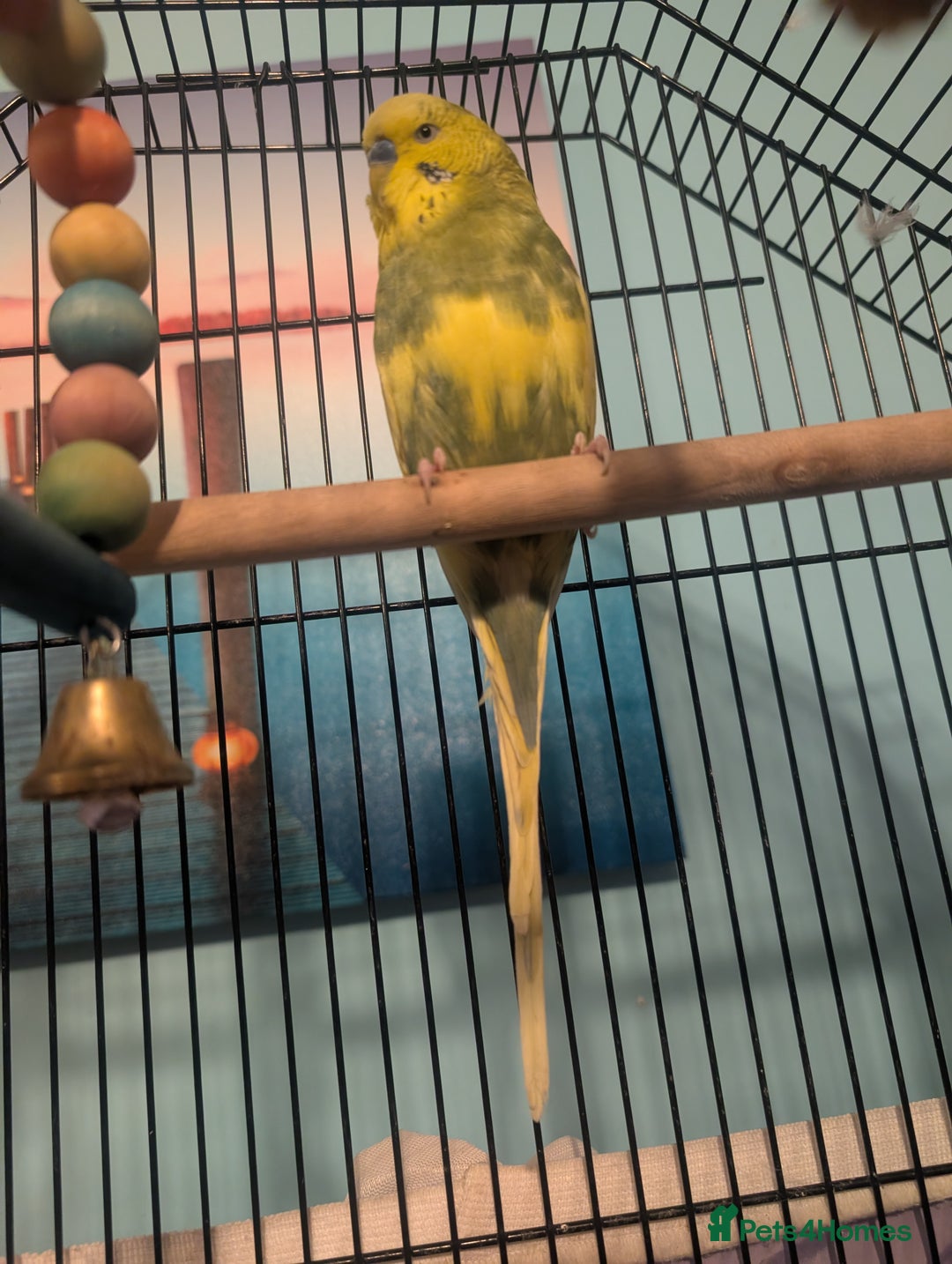 Budgerigars birds for sale: Male & Female pair of budgies  - Advert 2
