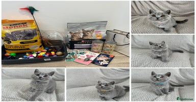 British Shorthair cats in Swindon - Advert 4