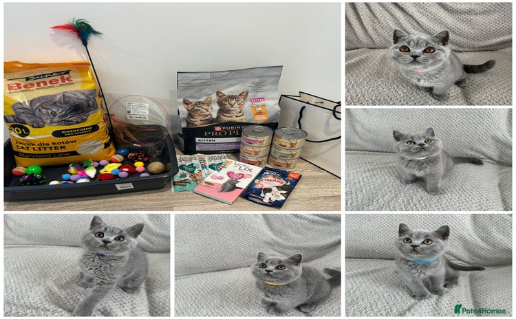 British Shorthair cats in Swindon - Advert 4