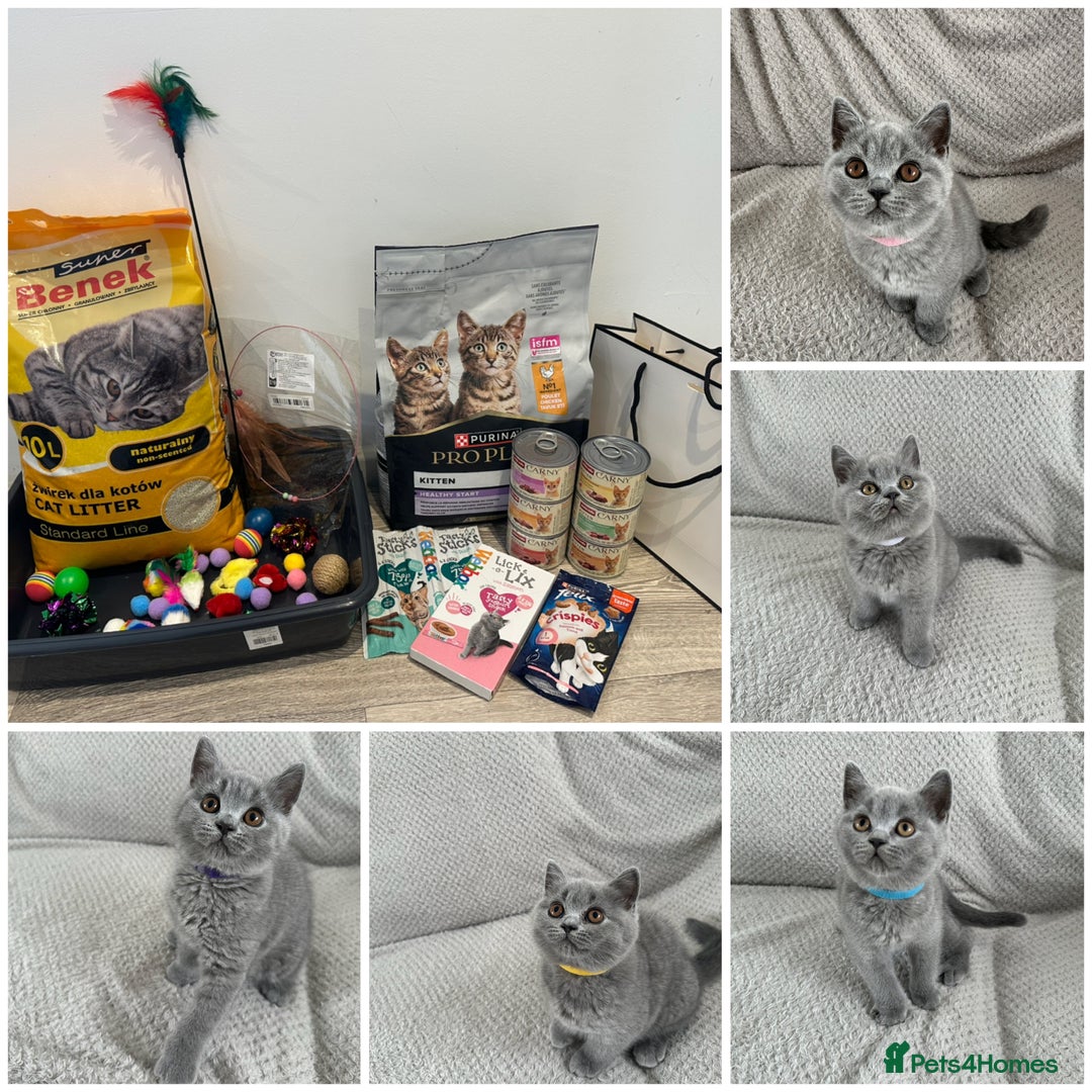 British Shorthair cats for sale: READY NOW 😻Pedigree BSH with perks in Swindon - Image 3