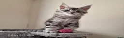 Maine Coon cats for sale: Licensed breeder-maine coon kittens - Advert 21