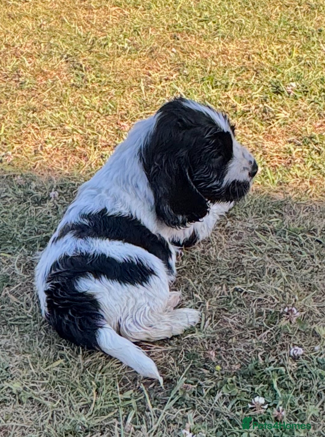Cocker Spaniel dogs for sale: READY NOW Show potential cocker pups black white in Birmingham - Image 4