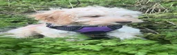 Cockapoo dogs for sale: Narla female cockerpoo  in Glastonbury - Advert 9