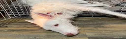 Ibizan Hound dogs for adoption: Babu - Spanish Podenco  in Doncaster - Advert 4