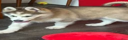 Alaskan Malamute dogs for sale: Female pure Alaskan Malamutes  - Advert 12