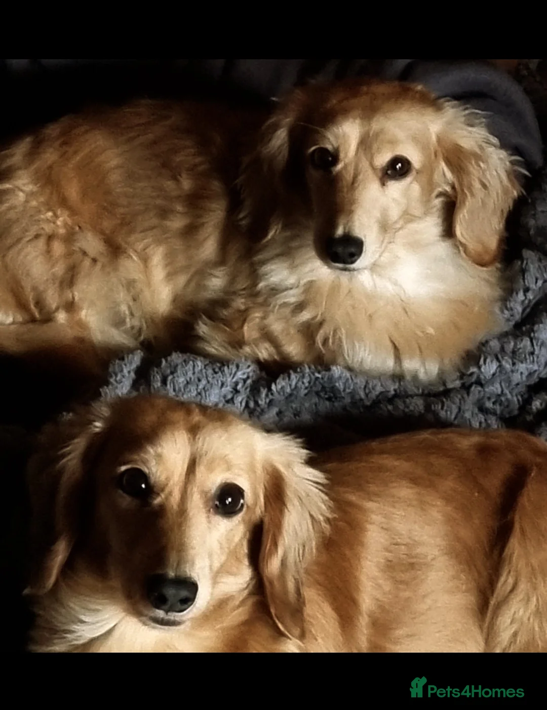 Miniature Dachshund dogs for sale: Millie's & Mollie new forever home in Beccles - Advert 1