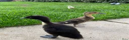 Chickens poultry for sale: Indian runner ducks and chicks available soon! - Advert 4