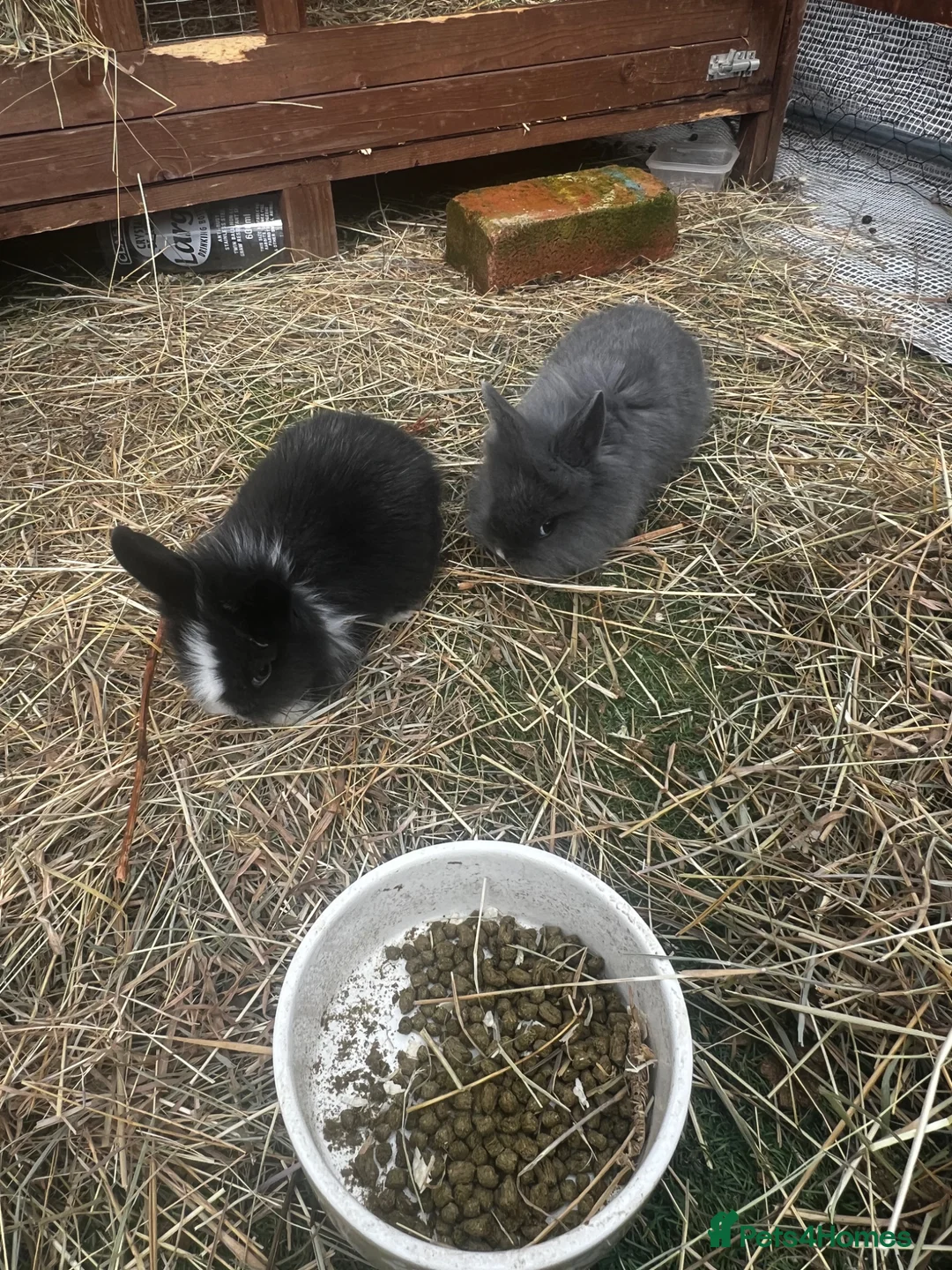 Lionhead rabbits for sale:  Sold Ready to go from tomorrow  - Advert 2