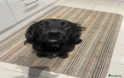 Cocker Spaniel dogs for sale: Kc working cocker spaniel - Image 11