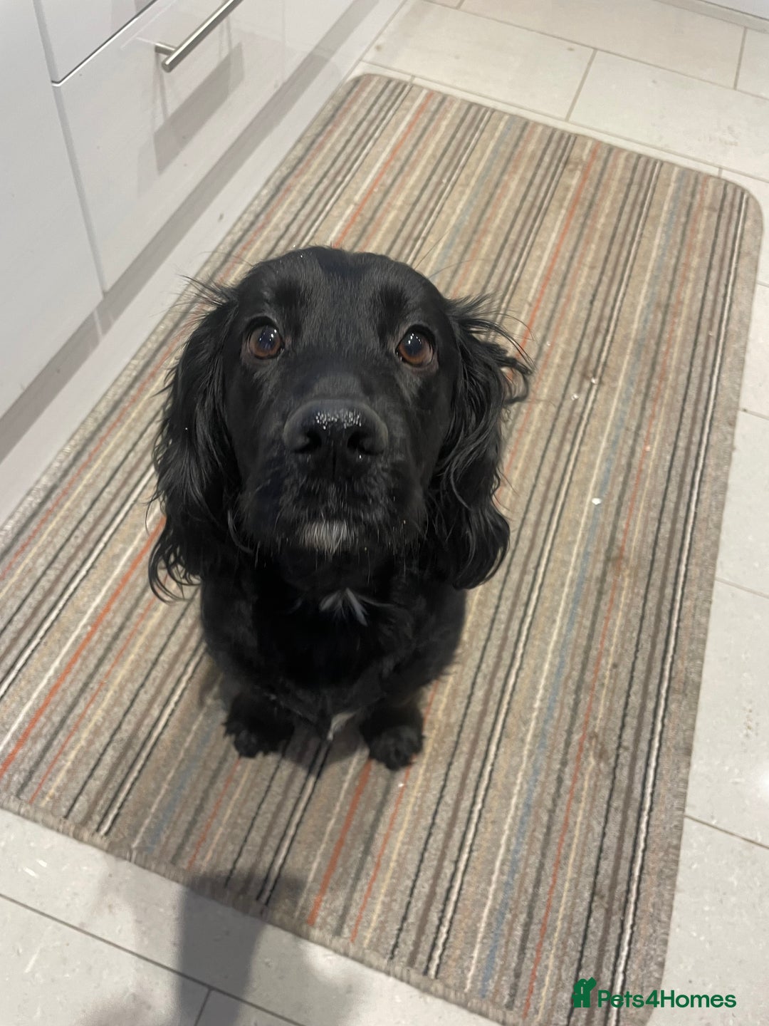 Cocker Spaniel dogs for sale: Kc working cocker spaniel - Image 11