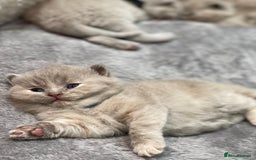 British Shorthair cats for sale: Champions bloodline British Shorthair Kittens! 🐾  - Image 13