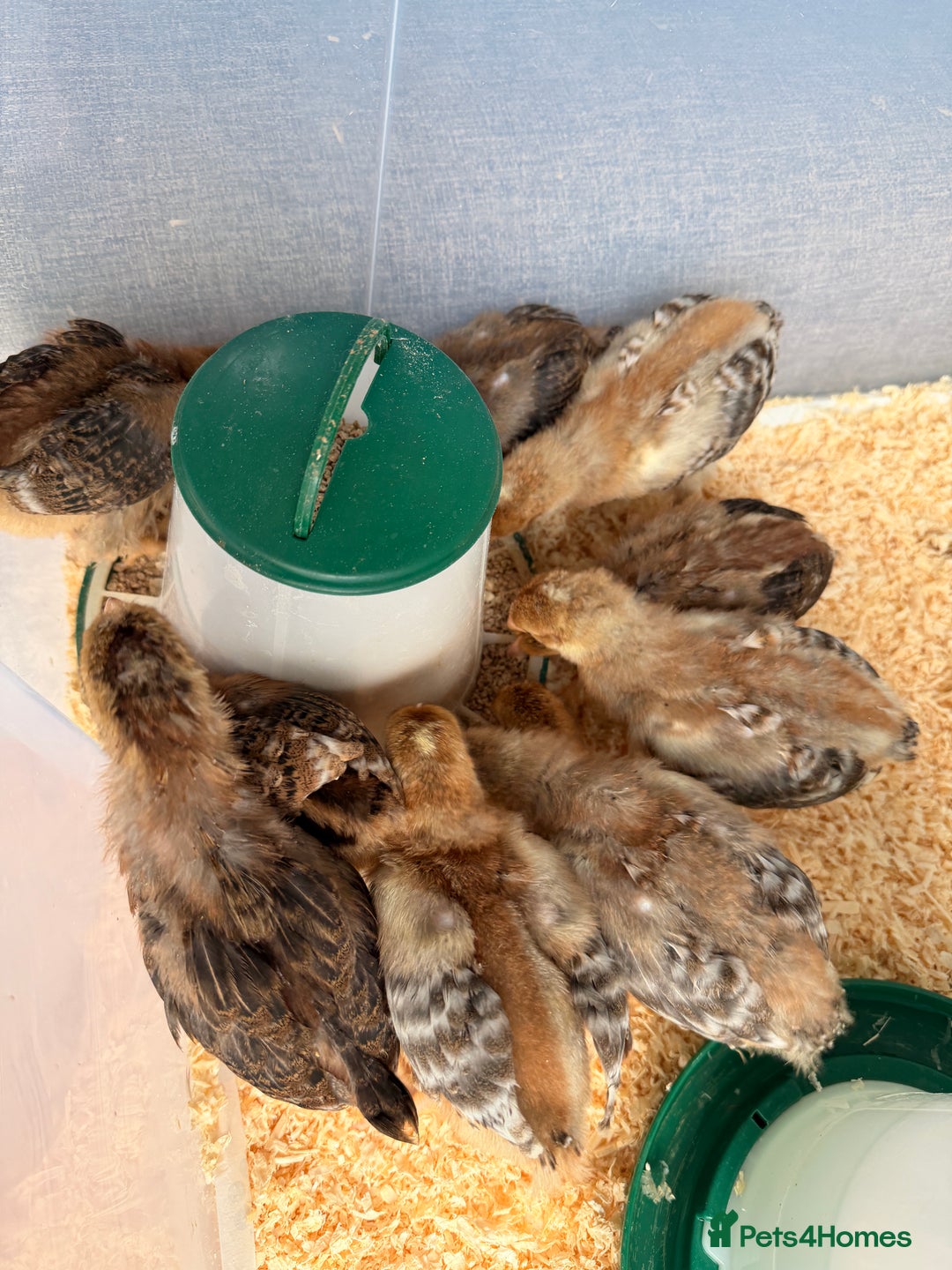 Chickens poultry for sale: Bantam gold welbar  - Image 6