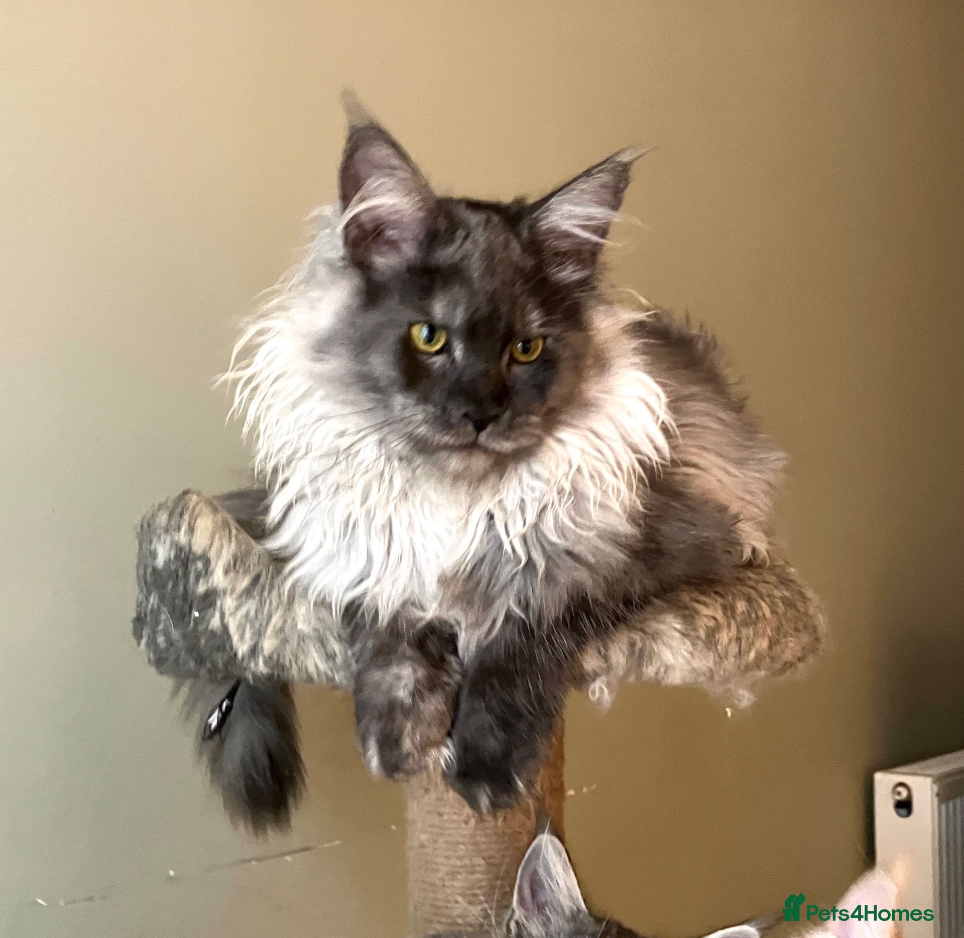 Maine Coon cats ⚜️ championline maine coon kittens ⚜️ polydactyl - Advert 2